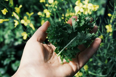 Cropped image of hand holding kale leaves in vegetable garden