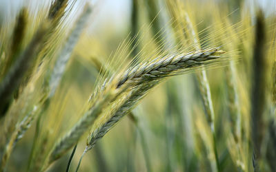 Close-up of wheat growing on field