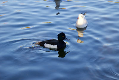 High angle view of ducks swimming in lake