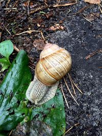 Close-up high angle view of snail