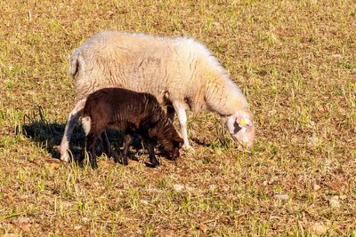 Sheep grazing in a field