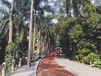 Road amidst trees in forest