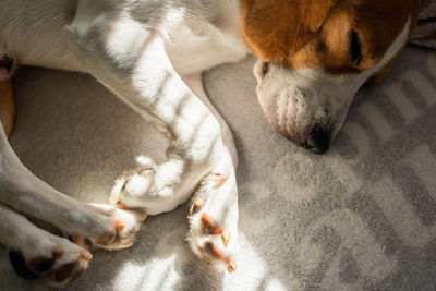 High angle view of dog sleeping