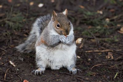 Close-up of squirrel