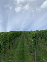 Scenic view of vineyard against sky