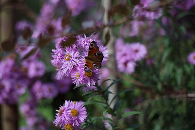 Close-up of bee pollinating on purple flower