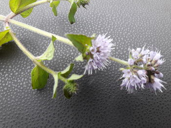 Close-up of purple flowering plant
