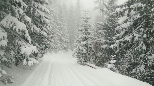 Road amidst trees in forest during winter