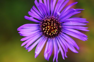 Close-up of purple flower blooming outdoors