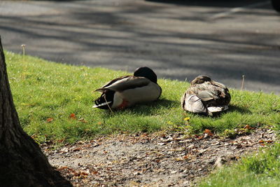 View of ducks on grass