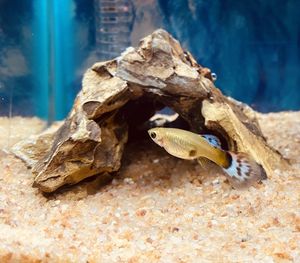 Close-up of guppy-fish in a tank