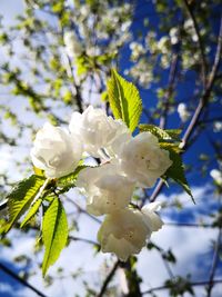 Close-up of white cherry blossoms in spring