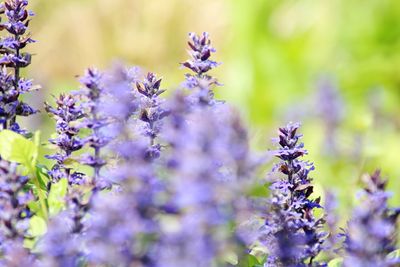 Close-up of purple flowering plants