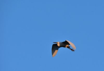 Low angle view of bird flying against blue sky