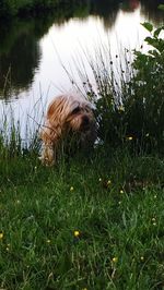 Dog on grass by lake against sky