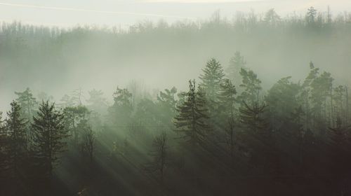 Trees in forest during foggy weather