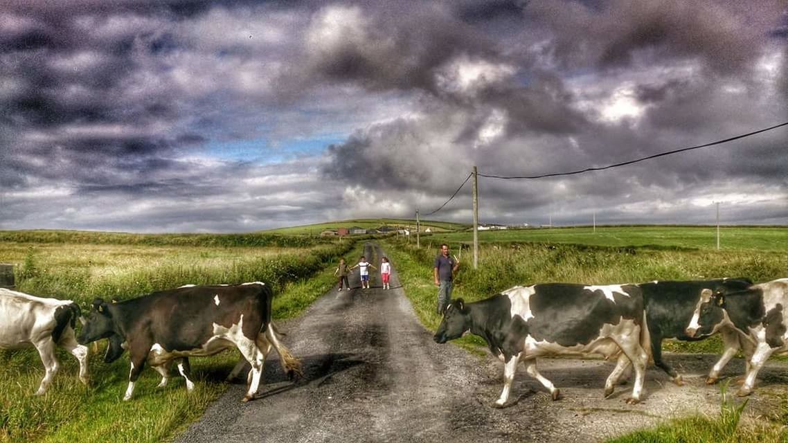 COWS GRAZING ON GRASSY FIELD AGAINST CLOUDY SKY