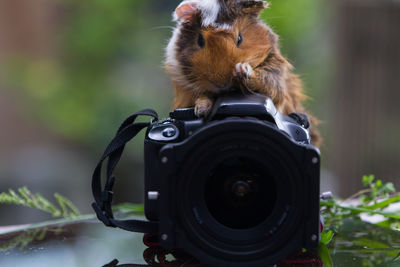 Full length of a camera