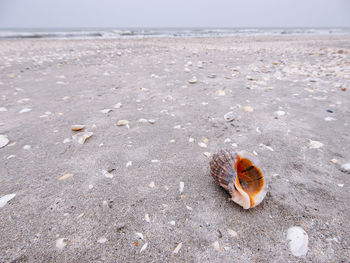 Close-up of shell on beach