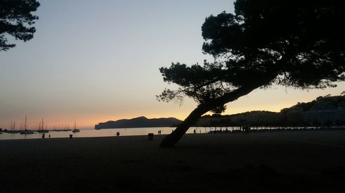 Silhouette trees on beach against clear sky at sunset