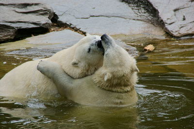 Bear hug. polar bears