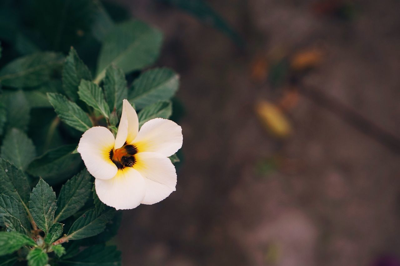 flower, petal, freshness, fragility, flower head, growth, focus on foreground, beauty in nature, close-up, blooming, plant, nature, in bloom, single flower, yellow, leaf, blossom, pollen, white color, stem