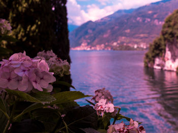 Close-up of pink flowers by lake against mountains