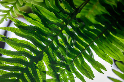 Close-up of green leaves