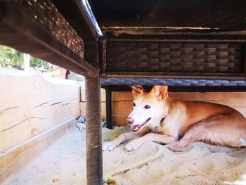 View of a dog resting