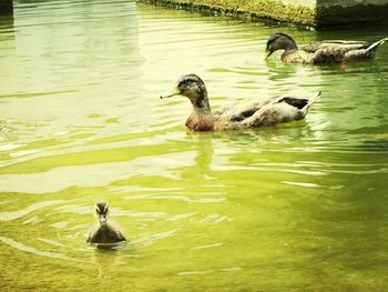 Mallard duck in lake