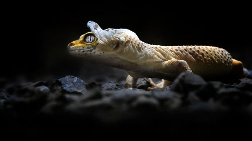 Lemon frost gecko shed its skin, all shedding process captured, amazing animal reptile photo series