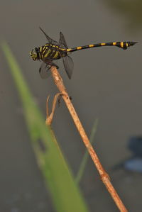 Close-up of insect on plant