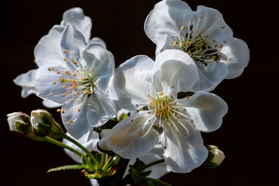 Close-up of white cherry blossom against black background