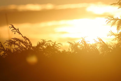 Close-up of silhouette plants against sky during sunset