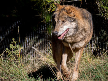 Wolf standing on grassy field in forest