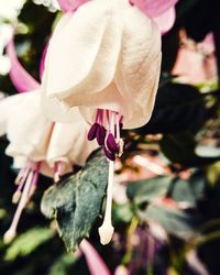 Close-up of pink hibiscus blooming outdoors