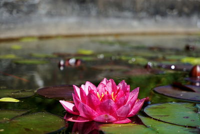 Lotus water lily in lake