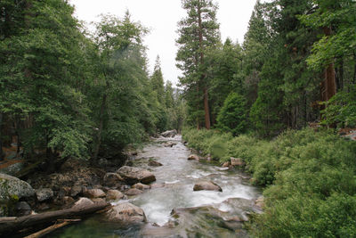 Stream amidst trees in forest against sky