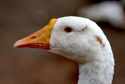 Close-up of goose