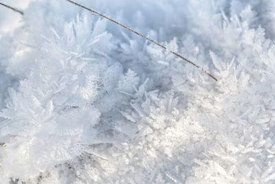 Close-up of snow on plant