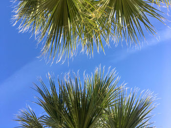 Close-up of palm tree against blue sky