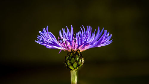 Close-up of purple flowering plant against black background