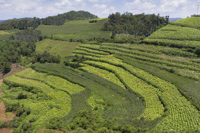 Aerial view of a tobacco plantation in yunnan, china