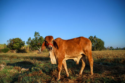 Horse standing in a field