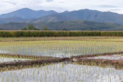 Scenic view of field against mountain