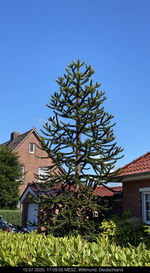 Low angle view of tree and building against blue sky