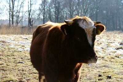 Close-up of cow on field during winter