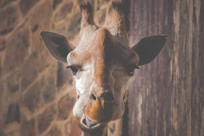 Close-up of a camel head