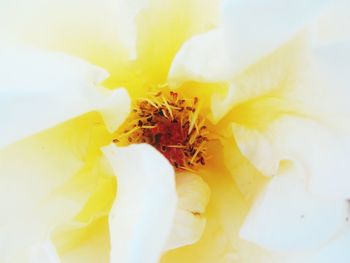 Close-up of yellow flower