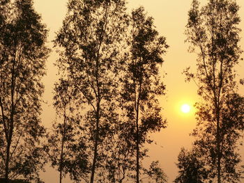 Sun shining through trees